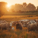 João Eustáquio De Almeida Junior analisa como as mudanças climáticas estão afetando as pastagens e a produtividade dos rebanhos na pecuária.