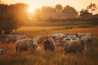 João Eustáquio De Almeida Junior analisa como as mudanças climáticas estão afetando as pastagens e a produtividade dos rebanhos na pecuária.