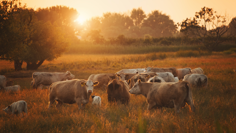 João Eustáquio De Almeida Junior analisa como as mudanças climáticas estão afetando as pastagens e a produtividade dos rebanhos na pecuária.