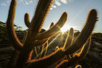 Cactos iluminados pelo sol em uma paisagem da Caatinga brasileira