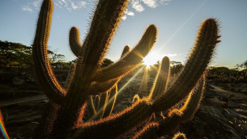 Cactos iluminados pelo sol em uma paisagem da Caatinga brasileira