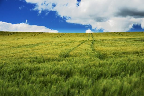Silhueta de uma criança em meio a uma plantação, sob céu aberto